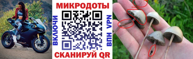 Галлюциногенные грибы Psilocybine cubensis  где найти наркотики  Костерёво 